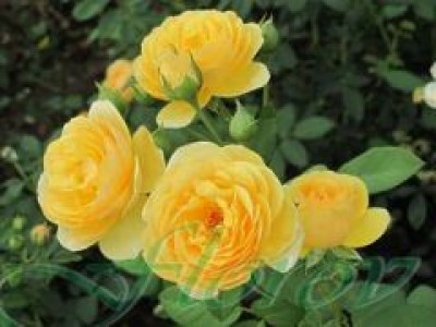   Облагородена катереща роза Флоров: Каталожен номер 26