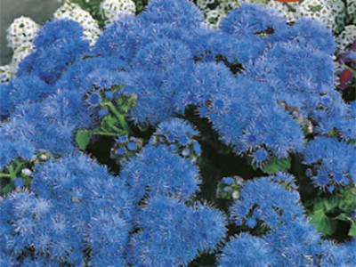   Синьо пухче - едроцветно (Агератум)`SG