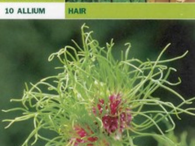   Декоративен лук (Allium Hair пакет)