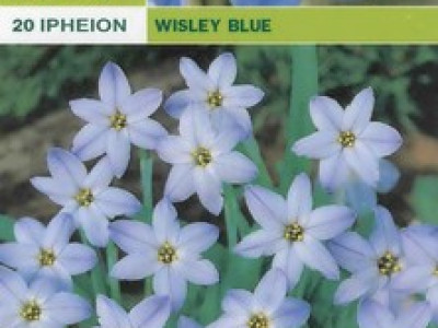   Ифейон (Ipheion Wisley Blue)