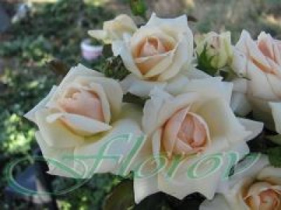   Облагородена катереща роза Флоров: Каталожен номер 31