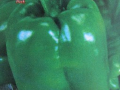   пипер Калифорнийско чудо (зелен)