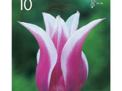   лале Lilyflowering Claudia 1 оп (10 луковици)