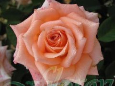   Облагородена храстовидна роза Флоров: Каталожен номер 44