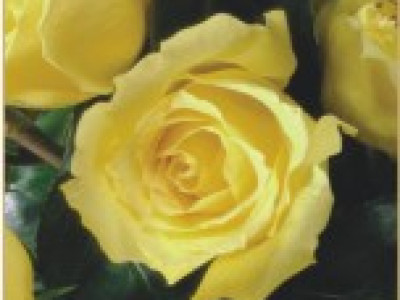   Храстовидна роза 003