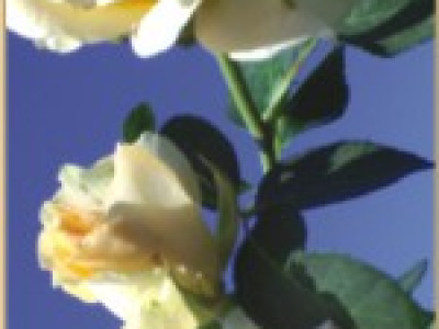   Храстовидна роза 018