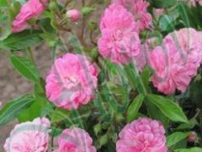   Облагородена бордюрна роза Флоров: Каталожен номер 35