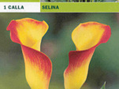   кала Selina (пакет)