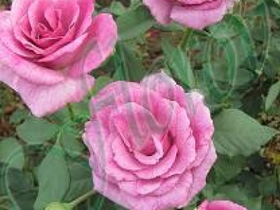   Облагородена храстовидна роза Флоров: Каталожен номер 05