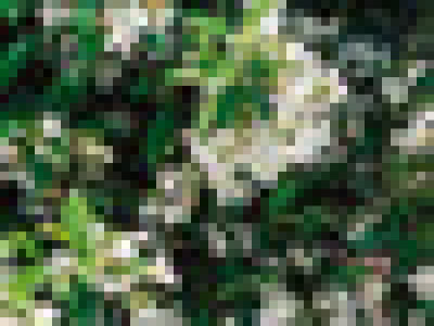   Жасмин - Trachelospermum jasminoides