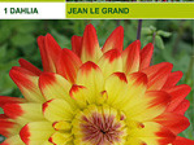   далия Jean Le Grand