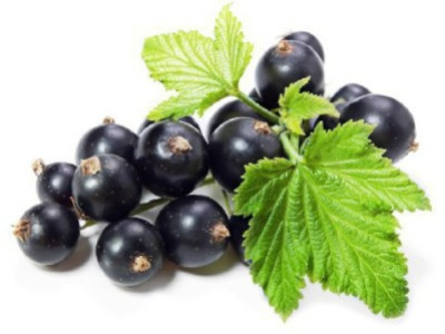   Касис - черно френско грозде