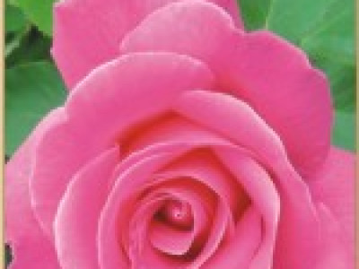   Храстовидна роза 015