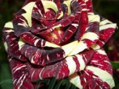   Облагородена храстовидна роза Флоров: Каталожен номер 17