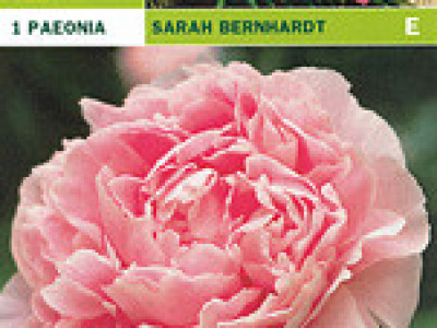   Божур Sarah Bernhardt (ароматен)