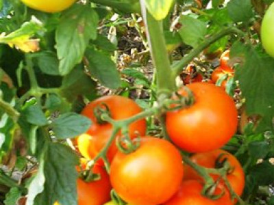   домати Пловдивска каротина