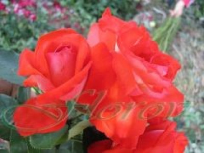   Облагородена катереща роза Флоров: Каталожен номер 50