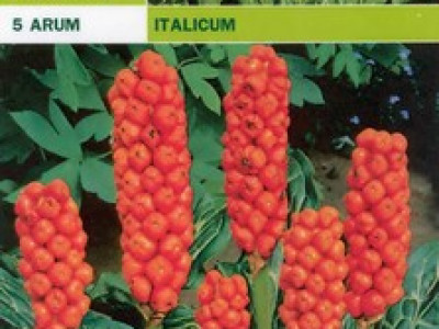   Арум (Arum Italicum)