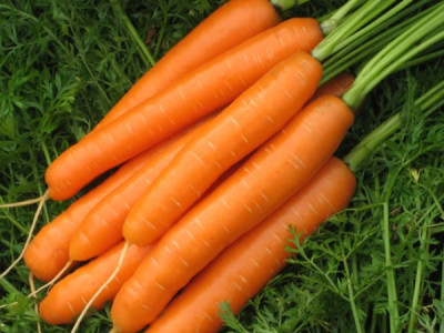   моркови Карвейо
