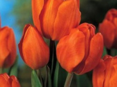   лале Multiflora orange bouquet