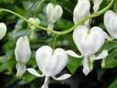   Дамско сърце бяло (Dicentra spectabilis alba)