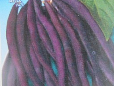   фасул Пурпурна шушулка - увивен