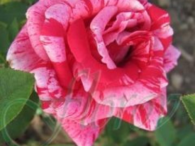   Облагородена храстовидна роза Флоров: Каталожен номер 48