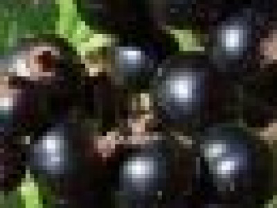   Касис - черно френско грозде (Флоров)