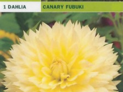   далия Canary Fubuki