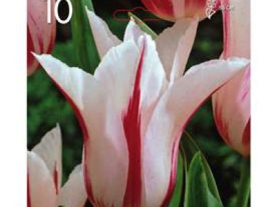   Лале Lilyflowering Marilyn 1 оп (10 луковици)