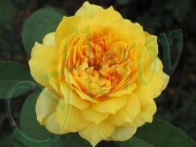   Облагородена храстовидна роза Флоров: Каталожен номер 03