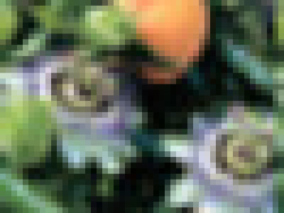   Ядлива пасифлора (Passiflora edulis)