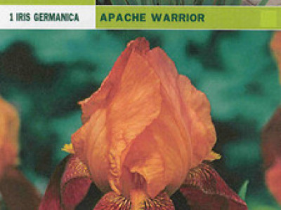   ирис Germanica Apache Warrior