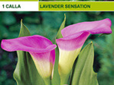   кала Lavender Sensation (пакет)