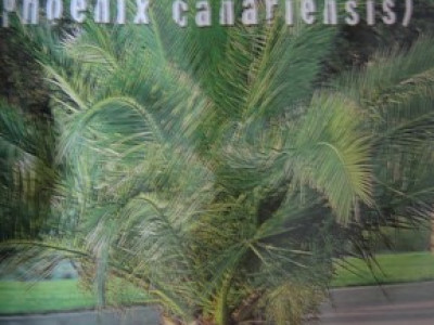   семена за Финикова палма (Phoenix canariensis)
