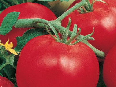   домати Марглоб`SG