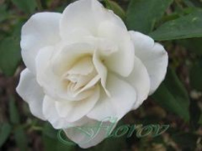  Облагородена бордюрна роза Флоров: Каталожен номер 36