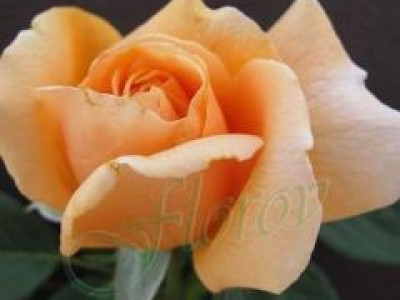   Облагородена храстовидна роза Флоров: Каталожен номер 08