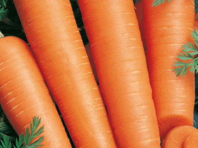   моркови Flakkee 2`SG