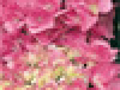   Хортензия (хидрангея) розова 