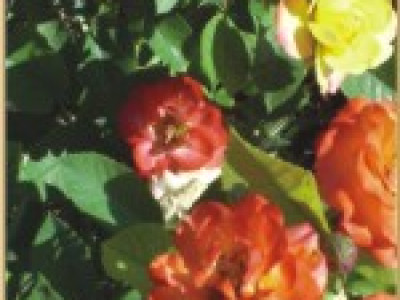   Храстовидна роза 021