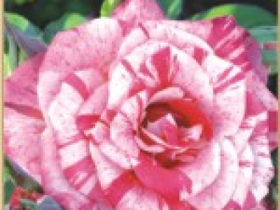  Храстовидна роза 023