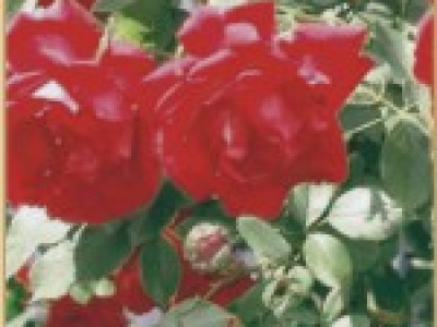   Увивна роза 051