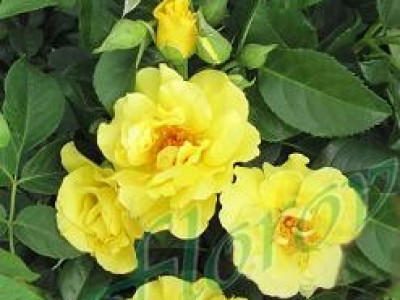   Облагородена катереща роза Флоров: Каталожен номер 24