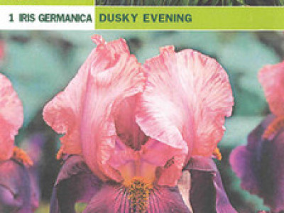   ирис Germanica Dusky Evening
