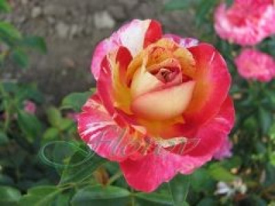   Облагородена бордюрна роза Флоров: Каталожен номер 41