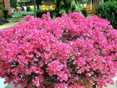   Бугенвилия (Bougainvillea) - розова