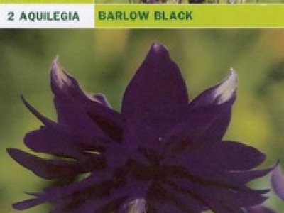   Аквилегия - Barlow Black