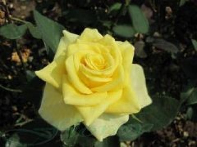   Облагородена храстовидна роза Флоров: Каталожен номер 10