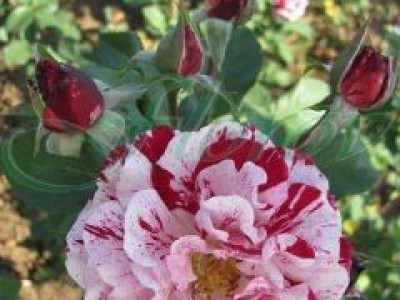   Облагородена храстовидна роза Флоров: Каталожен номер 18